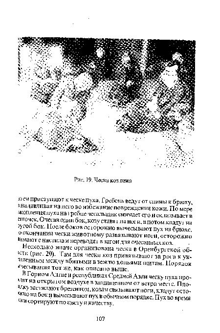 Несколько иначе организована ческа в Оренбургской облети (рис. 20). Там для чески коз привязывают за рога к ухоленным между вбитыми в землю кольями щитам. Порядок очесывания тот же, как описано выше.