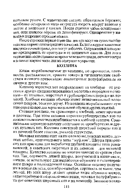 После стрижки первые один-два дня коз пасут на сухих пастбищах или кормят сеном среднего качества. Если голодные животные наедятся сочной травы, они могут заболеть. Остриженных коз нужно предохранять от простуды и от солнечных ожогов. Для этого первые дни после стрижки во время холодного дождя, сильного ветра и в самые жаркие часы дня их содержат в укрытии.