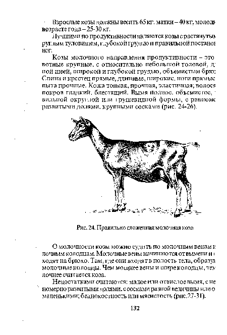 Правильно сложенная молочная коза