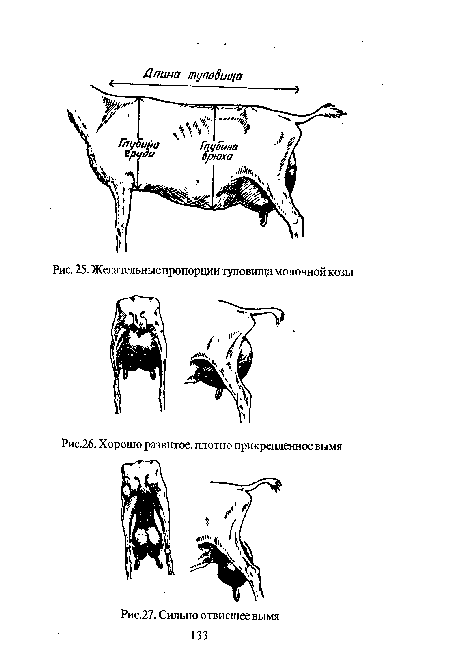 Желательные пропорции туловища молочной козы