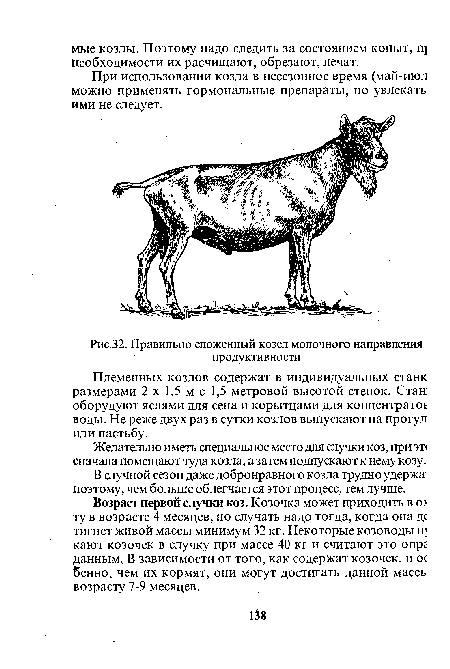 Правильно сложенный козел молочного направления продуктивности