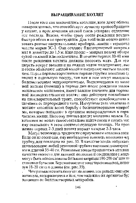 Могут возникнуть трудности с приучением козленка coca: Если он не сосет сам, ему необходимо выпоить молозиво че£ трубку, как показано на рис. 35. В качестве зонда допускает использование любой резиновой трубки с внешним диаметром мм и длиной 35-40 см. Резиновые зонды продаются в аптеках качестве емкости для заливки молозива и соединения с зонд« могут быть использованы большие шприцы 100-200 см3 или ш стиковые бутылки. Бережно введите зонд через пищевод, испо; зуя 18-20 см его длины (см. рис.35).