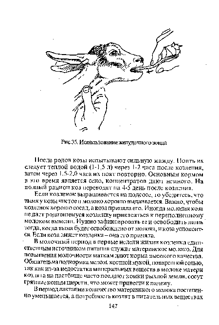 В молочный период в первые недели жизни козленка единственным источником питания служит материнское молоко. Для повышения молочности маткам дают корма высокого качества. Обязательна подкормка мелом, костной мукой, поваренной солью, так как из-за недостатка минеральных веществ в молоке матери козлята на пастбище часто поедают комки рыхлой земли, сосут грязные концы шерсти, что может привести к падежу.