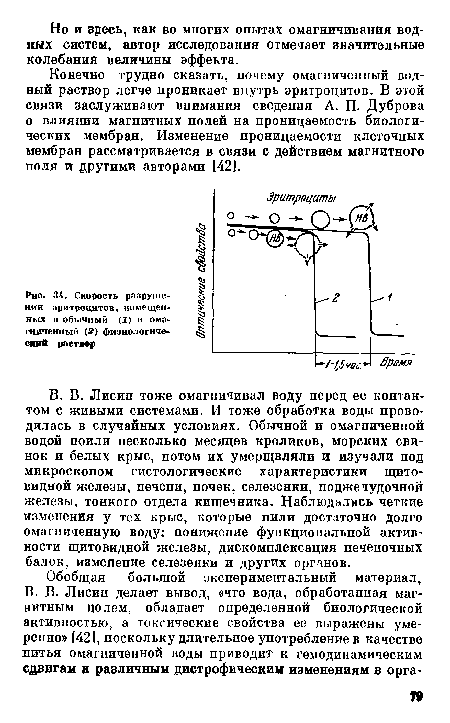 В. В. Лисин тоже омагничивал воду перед ее контактом с живыми системами. И тоже обработка воды проводилась в случайных условиях. Обычной и омагниченной водой поили несколько месяцев кроликов, морских свинок и белых крыс, потом их умерщвляли и изучали под микроскопом гистологические характеристики щитовидной железы, печени, почек, селезенки, поджелудочной железы, тонкого отдела кишечника. Наблюдались четкие изменения у тех крыс, которые пили достаточно долго омагниченную воду: понижение функциональной активности щитовидной железы, дискомплексация печеночных балок, изменение селезенки и других органов.