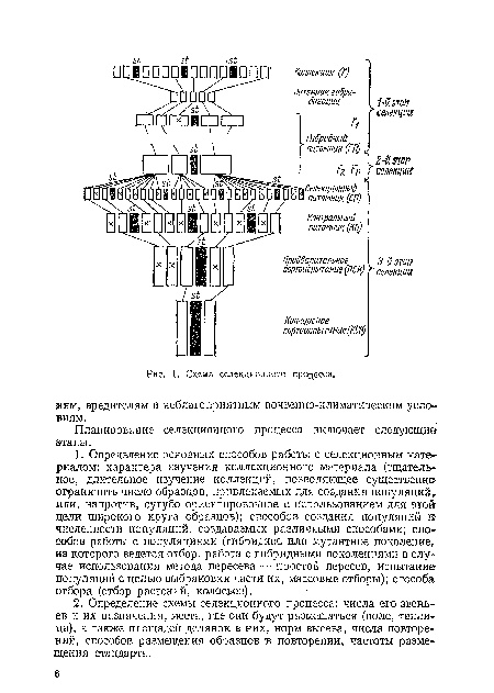Схема селекционного процесса.