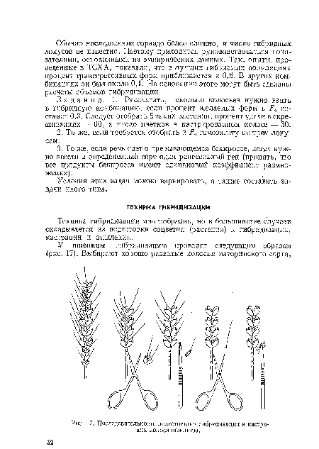 Последовательность подготовки к гибридизации и кастрация колоса пшеницы.