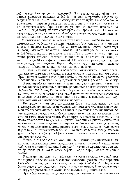 У свеклы второго года жизни оставляют 2—3 наиболее мощных цветоносных побега, остальные удаляют. Эту операцию проводят в самом начале вегетации. Когда оставленные побеги достигнут 6—8 см, начинают обработку. Готовят 0,3 %-ный раствор колхицина в 0,4 %-ном водном растворе агара. Раз в сутки наносят его на точки роста побегов. Растения выращивают, притеняя их (например, натянутой на каркасе марлей). Обработку прекращают, когда завершится рост побегов. Если побеги сильно угнетаются, делают перерыв. Удаляют вновь появляющиеся побеги.