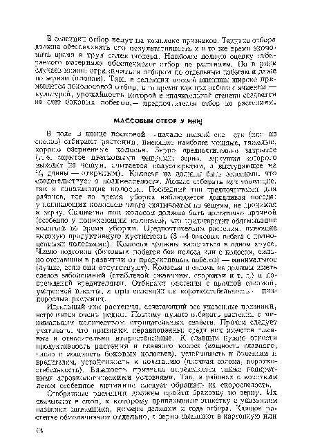 В поль л конце восковой — начале полной спе сти (или из снопов) отбирают растения, имеющие наиболее мощные, тяжелые, хорошо озерненные колосья. Зерно предпочтительно закрытое (т. е. скрытое цветковыми чешуями; зерно, верхушка которого выходит ¡из чешуи, считается полуоткрытым, а выступающее на 73 длины — открытым). Колосья не должны быть зелеными, что свидетельствует о позднеспелости. Можно отбирать как торчащие, так и поникающие колосья. Последний тип предпочтителен для районов, где во время уборки наблюдается дождливая погода: у поникающих колосьев влага скатывается по чешуям, не проникая к зерну. Соломина под колосом должна быть достаточно прочной (особенно у поникающих колосьев), что предотвратит обламывание колосьев во время уборки. Предпочтительны растения, имеющие высокую продуктивную кустистость (3—4 боковых побега с полноценными колосьями). Колосья должны находиться в одном ярусе. Число подгонов (боковых побегов без колоса или с колосом, сильно отставшим в развитии от продуктивных побегов) — минимальное (лучше, если они отсутствуют). Колосья и солома не должны иметь следов заболеваний (стеблевой ржавчины, спорыньи и т. д.) и повреждений вредителями. Отбирают растения с прочной соломой, умеренной высоты, а при селекции на короткостебельность — низкорослые растения.