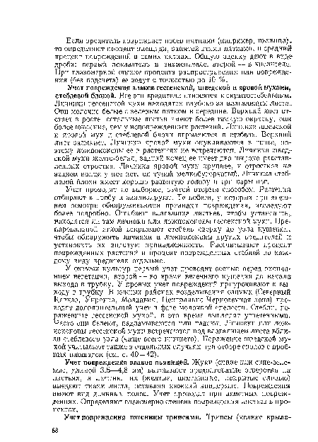 У озимых культур первый учет проводят осенью перед окончанием вегетации, второй — во время весеннего кущения до начала! выхода в трубку. У яровых учет повреждений приурочивают к выходу в трубку. В южных районах возделывания озимых (Северный Кавказ, Украина, Молдавия, Центрально-Черноземная зона) проводят дополнительный учет в фазе молочной спелости. Стебли, пораженные гессенской мухой, в это время еыглядят угнетенными. Часто они белеют, надламываются или падают. Личинки или ложнококоны гессенской мухи встречаются под влагалищем листа вблизи стеблевого узла (чаще всего нижнего). Поражение шведской мухой учитывают также в отдельных случаях при отборе снопов с пробных площадок (см. с. 40—42).