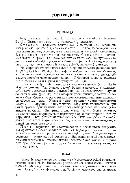 Колосок (рис. 44) имеет две колосковые чешуи (у Т. ]акиЬ-гтеп — четыре). Они бывают разной формы и размера. У колосковой чешуи различают киль, килевой зубец и плечо, иногда и зубец боковой жилки (рис. 45). У некоторых форм пшеницы вместо килевого зубца образуется ость. Между колосковыми чешуями находятся обоеполые цветки. Каждый цветок прикрыт двумя цветковыми чешуями — наружной и внутренней. Наружные цветковые чешуи более грубые, однокилевые, несут ость или (у безостых форм) осте-видные придатки. Внутренние цветковые чешуи более нежные , имеют два киля и прикрывают зерновку с брюшной стороны. Между наружной и внутренней цветковыми чешуями находятся пестик с двумя рыльцами и три тычинки. Завязь верхняя, одногнездная, с одной сидячей семяпочкой.