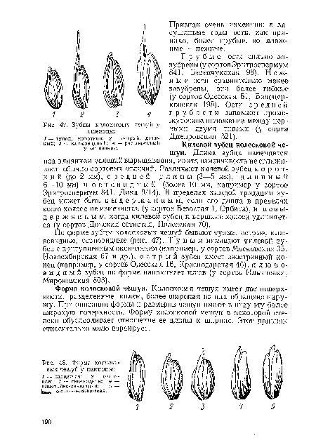 Зубцы колосковых чешуи у пшеницы