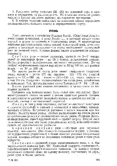 Соломина под колосом может быть голая или опушенная. Цвет вегетирующего стебля зеленый с сизым оттенком разной степени в зависимости от развития воскового налета, в зрелом состоянии — желтый, иногда с антоциаиовой окраской.