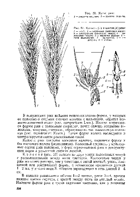 Колосок (А) и цветок (Б) ржи