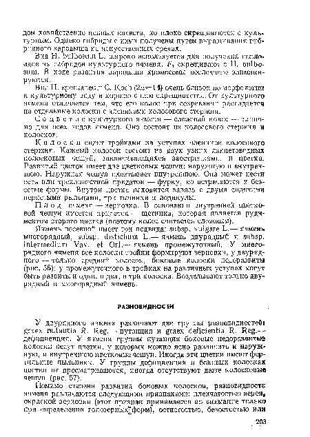 Соцветие культурного ячменя — сложный колос — типично для всех видов ячменя. Оно состоит из колосового стержня и колосков. .