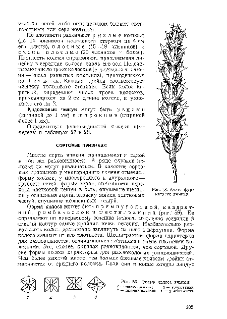 По плотности различают рыхлые колосья <(до 14 члеников колосового стержня на 4 см его длины), плот н ы е (15—19 члеников) и очень п л о т н ы е (20 члеников и более).