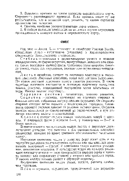 Стебель — соломина с двумя-четырьмя узлами и полыми междоузлиями, по форме округлая, неопушенная, зеленого или сизо »го (из-за воскового налета) цвета. Стеблевые узлы широкие (иногда узкие), голые или опушенные, зеленые или окрашенные антоциа-ном.