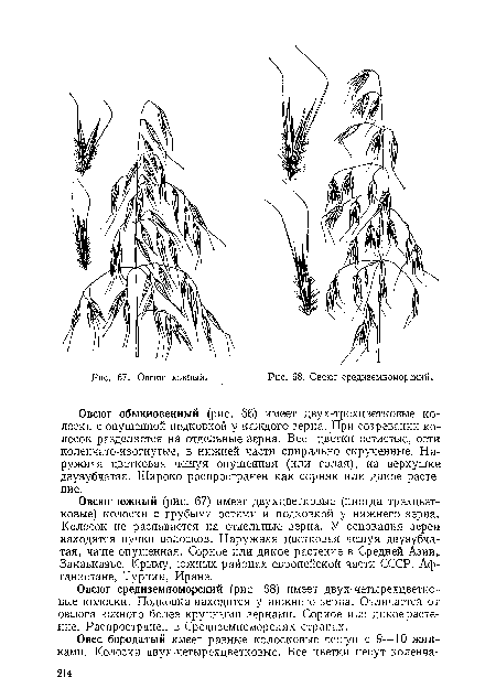 Овсюг средиземноморский.