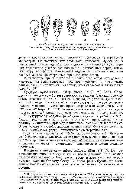 У кукурузы зубовидной роговидный эндосперм расположен по бокам зерна, а верхняя и средняя его части, примыкающие к зародышу, мучнистые и при созревании сильно сокращаются в объеме. В результате у зрелой зерновки на верхушке образуется вмятина, и она приобретает форму, напоминающую коренной зуб.