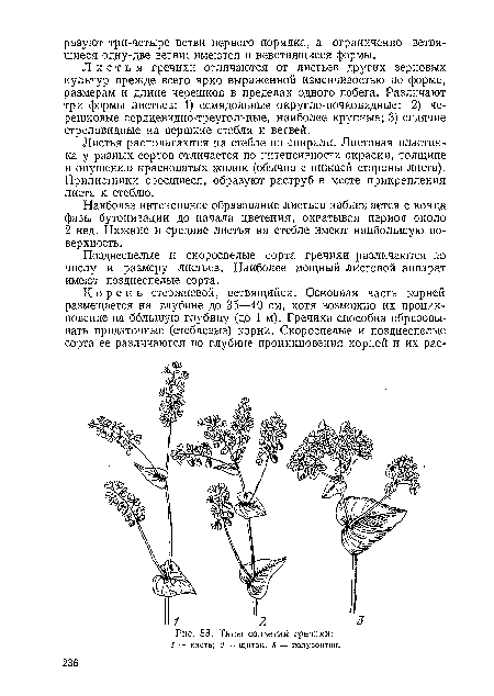 Листья располагаются на стебле по спирали. Листовая пластинка у разных сортов отличается по интенсивности окраски, толщине и опушению красноватых жилок (обычно с нижней стороны листа). Прилистники сросшиеся, образуют раструб в месте прикрепления листа к стеблю.