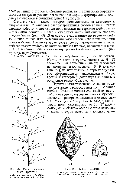 Кисть, в свою очередь, состоит из 8—12 элементарных соцветий (пучков), в каждом из которых закладывается 5—9 цветков (рис. 84), из них только в первых двух могут сформироваться выполненные плоды, третий и четвертый дают щуплые плоды, а остальные редко образуют их.