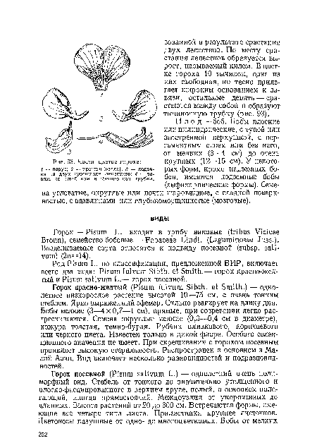 П л о д — боб. Бобы плоские или цилиндрические, с тупой или заостренной верхушкой, с пергаментным слоем или без него, от мелких (3—4 см) до очень крупных (12—15 см). У некоторых форм, кроме надземных бобов, имеются подземные бобы (амфикарпические формы). Семена угловатые, округлые или почти шаровидные, с гладкой поверхностью, с вдавлинами или глубокоморщинистые (мозговые).