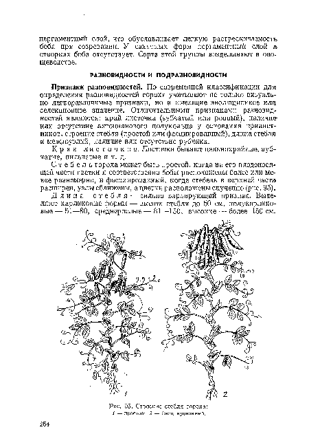 Строение стебля гороха