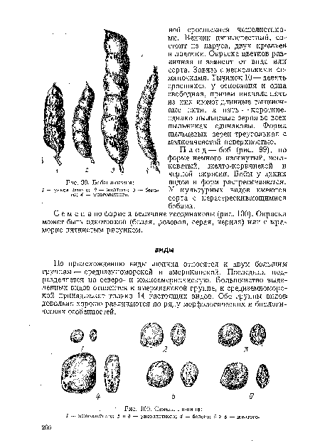 Плод — боб (рис. 99), по форме немного изогнутый, жилковатый, желто-коричневой и черной окраски. Бобы у диких видов и форм растрескиваются. У культурных видов имеются сорта с нерастрескивающимися бобами.