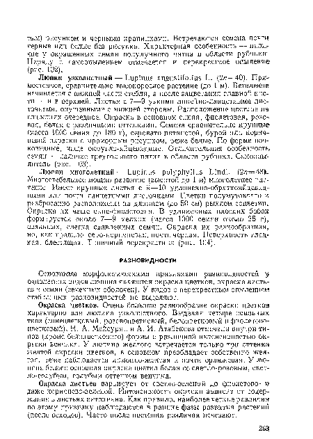 Люпин узколистный — Ьиртиэ агщийШоНиз 1 . (2п=40). Прямостоячее, сравнительно высокорослое растение (до 1 м). Ветвление начинается с нижней части стебля, а после зацветания главной кисти — и в верхней. Листья с 7—9 узкими линейно-ланцетными листочками, опушенными с иижней стороны. Расположение цветков на соцветиях очередное. Окраска в основном синяя, фиолетовая, розовая, белая с различными оттенками. Семена сравнительно крупные (масса 1000 семян до 180 г), серовато-пятнистой, бурой или коричневой окраски с мраморным рисунком, реже белые. По форме почковидные, чаще округло-яйцевидные. Отличительная особенность семян — наличие треугольного пятна в области рубчика. Самоопылитель (рис. 103).