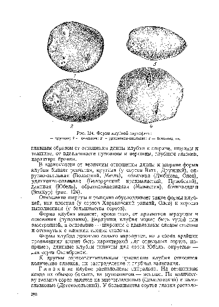 Форма клубней картофеля
