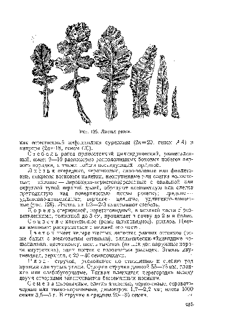 Соцветие кистевидное (реже щитковидное), рыхлое. Цветки начинают раскрываться с нижней его части.