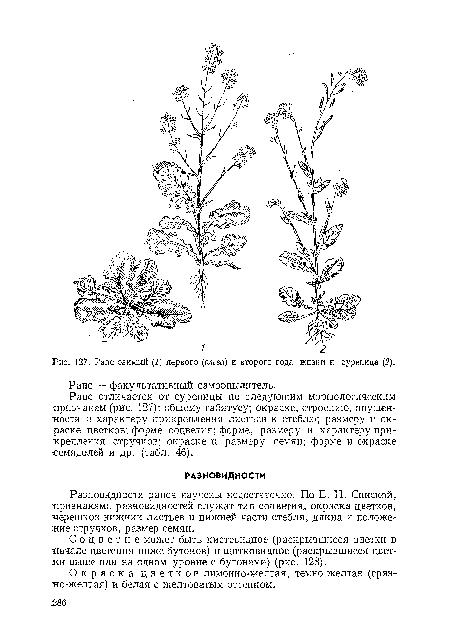 Рапс — факультативный самоопылитель.