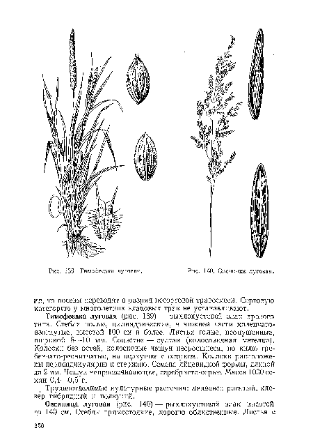 Овсяница луговая.