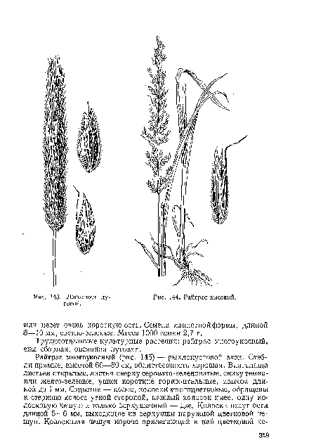 Райграс высокий.