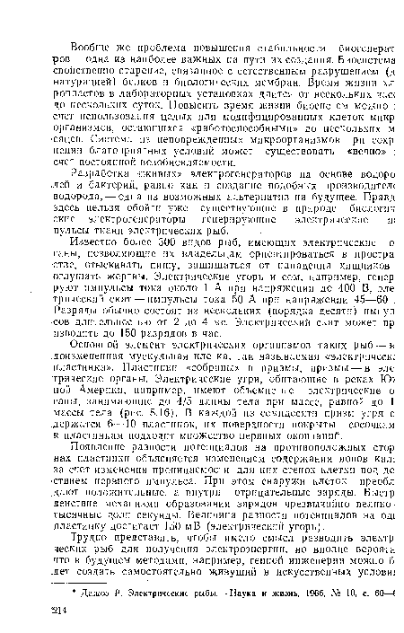 Разработка «живых» электрогенераторов на основе водоро .лей и бактерий, равно как и создание подобных производителе водорода, — одна из возможных альтернатив на будущее. Правд здесь нельзя обойти уже существующие в природе биологич ские электрогенераторы — генерирующие электрические и; пульсы ткани электрических рыб.