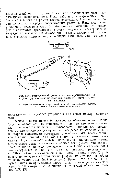 Электрический угорь и его «электрогенератор» (по Р. Дажозу)