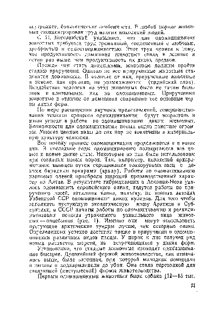 Прежде чем стать домашними, животные должны пройти стадию приручения. Однако не все прирученные животные становятся домашними. В отличие от них, прирученные животные в неволе, как правило, ие размножаются (индийский слон). Воздействие человека на этих животных было не таким большим п длительным, как на одомашненных. Прирученные животные в отличие от домашних сохраняют все основные черты диких форм.