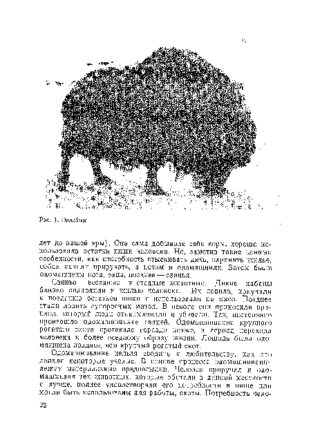 Свиньи — всеядные и стадные животные. Дикие кабаны близко подходили к жилью человека. Их ловили, приучали к поеданию остатков пищи и использовали на мясо. Позднее стали ловить супоросных маток. В неволе они приносили приплод, который люди откармливали и убивали. Так, постепенно произошло одомашнивание свиней. Одомашнивание крупного рогатого скота протекало гораздо позже, в период перехода человека к более оседлому образу жизни. Лошадь была одомашнена позднее, чем крупный рогатый скот.