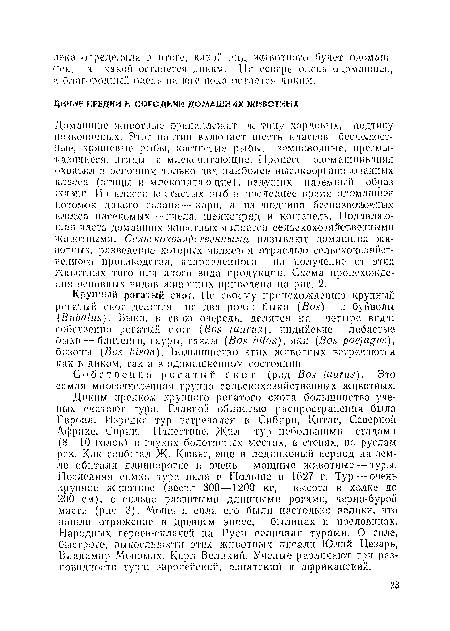 Диким предком крупного рогатого скота большинство ученых считают тура. Главной областью распространения была Европа. Изредка тур встречался в Сибири, Китае, Северной Африке, Сирии, Палестине. Жил тур небольшими стадами (8—10 голов) в глухих болотистых местах, в степях, по руслам рек. Как сообщал Ж. Кювье, еще в ледниковый период на земле. обитали длиннорогие и очень мощные животные — туры. Последняя самка тура пала в Польше в 1627 г. Тур —очень крупное животное (весил 800—1200 кг, высота в холке до 200 см), с сильно развитыми длинными рогами, черно-бурой масти (рис. 3). Мощь и сила его были настолько велики, что нашли отражение в древнем эпосе, былинах и пословицах. Народных героев-енлачей на Руси величали турами. О силе, быстроте, выносливости этих животных писали Юлий Цезарь, Владимир Мономах, Карл Великий. Ученые различают три разновидности тура: европейский, азиатский и африканский.