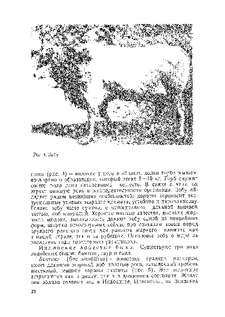 Индийские лоб а с т ы е б ы к и. Существуют три вида индийских быков: бантепг, гаур и га ял.