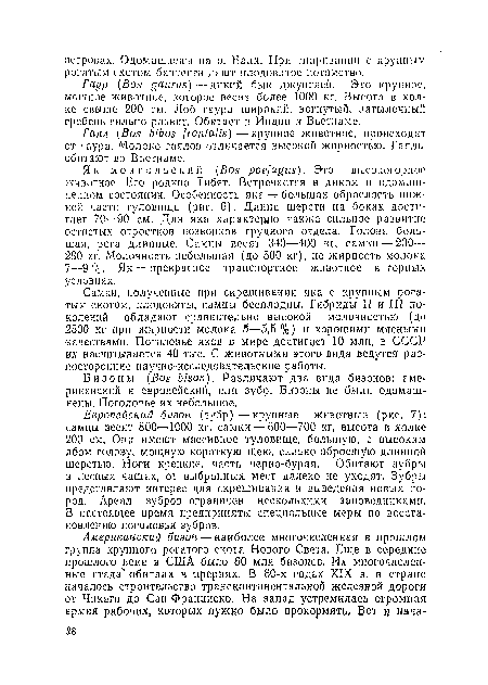 Самки, полученные при скрещивании яка с крупным рогатым скотом, плодовиты, самцьг бесплодны. Гибриды II и III поколений обладают сравнительно высокой молочностью (до 2500 кг при жирности молока 5—5,5%) и хорошими мясными •качествами. Поголовье яков в мире достигает 10 млн, в СССР их насчитывается 40 тыс, С животными этого вида ведутся разносторонние научно-исследовательские работы.