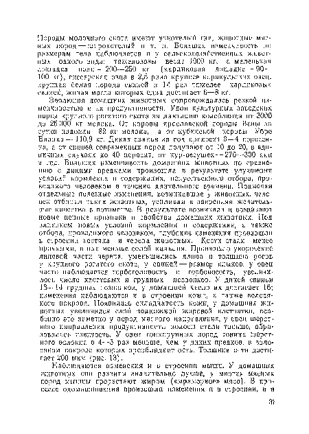 Эволюция домашних животных сопровождалась резкой изменчивостью и их продуктивности. Удон культурных заводских пород крупного рогатого скота за лактацию колеблются от 3000 до 25 000 кг молока. От коровы ярославской породы Вены за сутки надоили 82 кг молока, а от кубинской коровы Убре Бланка— 110,9 кг. Дикая свинья за год приносит 3—4 поросенка, а от свиней современных пород получают от 10 до 20, в единичных случаях до 40 поросят, от кур-несушек — 270—300 яиц в год. Большая изменчивость домашних животных по сравнению с дикими предками произошла в результате улучшения условий кормления и содержания, искусственного отбора, проводимого человеком в течение длительного времени. Подмечая отдельные полезные изменения, возникавшие у животных, человек отбирал таких животных, усиливая и закрепляя желательные качества в потомстве. В результате возникали и возникают новые ценные признаки и свойства домашних животных. Под влиянием новых условий кормления и содержания, а также отбора, проводимого человеком, глубокие изменения произошли в строении костяка и черепа животных. Кости стали менее прочными, в них меньше солей кальция. Произошло укорочение лицевой части черепа, уменьшились длина и толщина рогов у крупного рогатого скота, у свиней — размер клыков, у овец часто наблюдается горбоголовость и горбоносость, увеличилось число хвостовых и грудных позвонков. У дикой свиньи 13—14 грудных позвонков, у домашней число их достигает 16; изменения наблюдаются и в строении кожи, а также волосяного покрова. Появилась складчатость кожи, у домашних животных увеличился слой подкожной жировой клетчатки, особенно это заметно у пород мясного направления, у овец шерстного направления продуктивности волосы стали тоньше, образовалась извитость. У овец тонкорунных пород тонина шерстного волокна в 4—5 раз меньше, чем у диких предков, в волосяном покрове которых преобладает ость. Толщина о«, ти достигает 200 мкм (рис. 13).