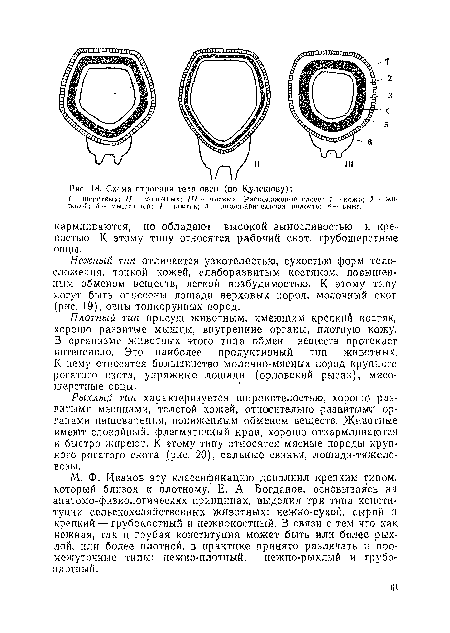 Рыхлый тип характеризуется широкотелостью, хорошо разлитыми мышцами, толстой кожей, относительно развитыми органами пищеварения, пониженным обменом веществ. Животные имеют спокойный, флегматичный нрав, хорошо откармливаются и быстро жиреют. К этому типу относятся мясные породы крупного рогатого скота (рис. 20), сальные свиньи, лошади-тяжело возы.