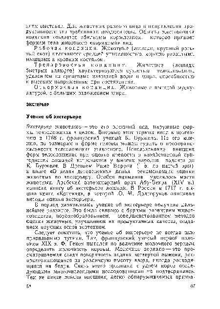 Откормочная кондиция. Животные с пышной мускулатурой, с большим отложением жира.