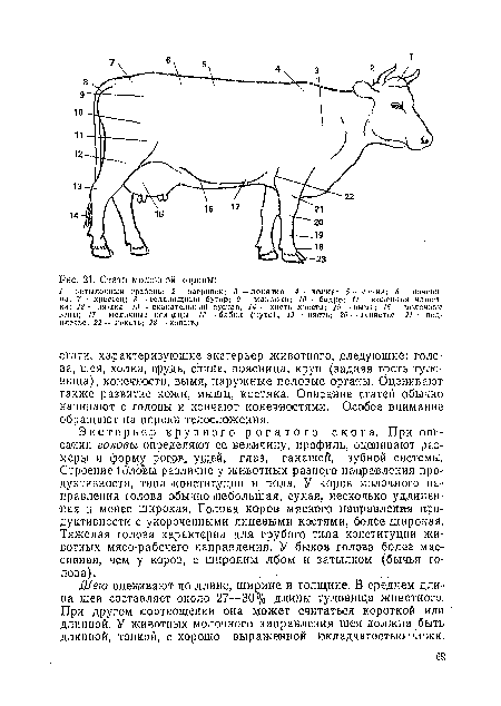 Шею оценивают по длине, ширине и толщине. В среднем длина шеи составляет около 27—30% длины туловища животного. При другом соотношении она может считаться короткой или длинной. У животных молочного направления шея должна быть длинной, тонкой, с хорошо выраженной ¡складчатостью м?,жи.