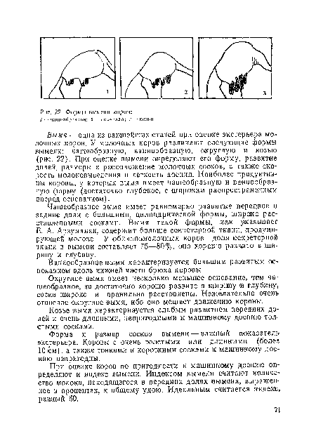 Вымя — одна из важнейших статей при оценке экстерьера молочных .коров. У молочных коров различают следующие формы вымени: чашеобразную, ваннообразиую, округлую и козью (рис. 22). При оценке вымени определяют его форму, развитие долей, размеры и расположение молочных сосков, а также скорость молоковыведения и легкость доения. Наиболее продуктивны коровы, у которых вымя имеет чашеобразную и ван но об разную форму (достаточно глубокое, с широким распространенным вперед основанием).