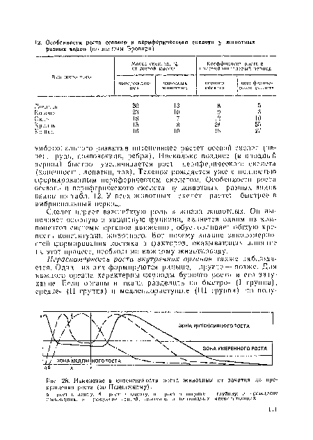 Изменение в интенсивности роста животных от зачатия до прекращении роста (по Пшеничному)