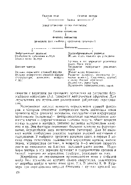 Материнская наследственность определяется суммой факторов, к которым относятся: материнская часть комплекса генов хромосом ядра (генома) зародыша, наследственная информация цитоплазмы (плазмона)—внехромосомные наследственные элементы клетки — ферментативные системы ооцита, обмен веществ между плодом и матерью, питание потомков материнским молоком и др, Эти факторы оказывают большое влияние на формирование, осуществляя роль воспитателя (ментора). Для беременных маток необходимо создание хороших условий кормления и содержания. У эмбриона крупного рогатого скота в первые 3 месяца очень интенсивно развиваются внутренние органы, мягкие ткани, эндокринная система, в возрасте 4—5 месяцев скорость роста их снижается, но быстрее начинает расти костяк. Недокорм матери в эти периоды Приводит к недоразвитию органов и тканей, хорошее же кормление, наоборот, усиливает их рост.