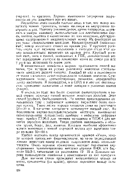 Неудобство этого способа состоит лишь в том, что номер животного можно прочитать, только взглянув на внутреннюю поверхность уха. Поэтому рекомендуется, кроме татуировки, вставлять в ушную раковину металлические или пластмассовые бирки, кнопки, сережки с нанесенными на них номерами, дублирующими татуированный индивидуальный номер. Их фиксируют на ухе тоже специальными щипцами. Индивидуальный (инвентарный) номер животного ставят на правом ухе. У крупного рогатого скота при переводе молодняка в маточное стадо этот номер дополнительно выжигают на правом роге. Крупный рогатый скот, овец и свиней, записанных в ГПК, дополнительно метят порядковым номером по племенной книге на левом ухе или у рогатых животных на левом роге.