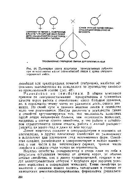 Примерная схема получения промышленных гибридов при использовании маток синтетической линии и хряка специализированной линии