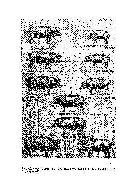 Схема выведения украинской степной белой породы свиней (по Меркурьевой)